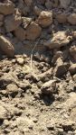 Armenian armed forces once again subject Gazakhlar village of Fizuli district to missile fire (PHOTO)