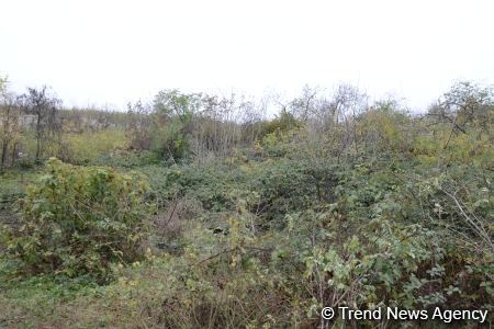No building left intact in Azerbaijan's Fuzuli, liberated from Armenia's occupation (PHOTO)