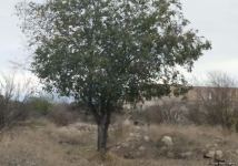 Azerbaijan issues photos from liberated Aghdam city