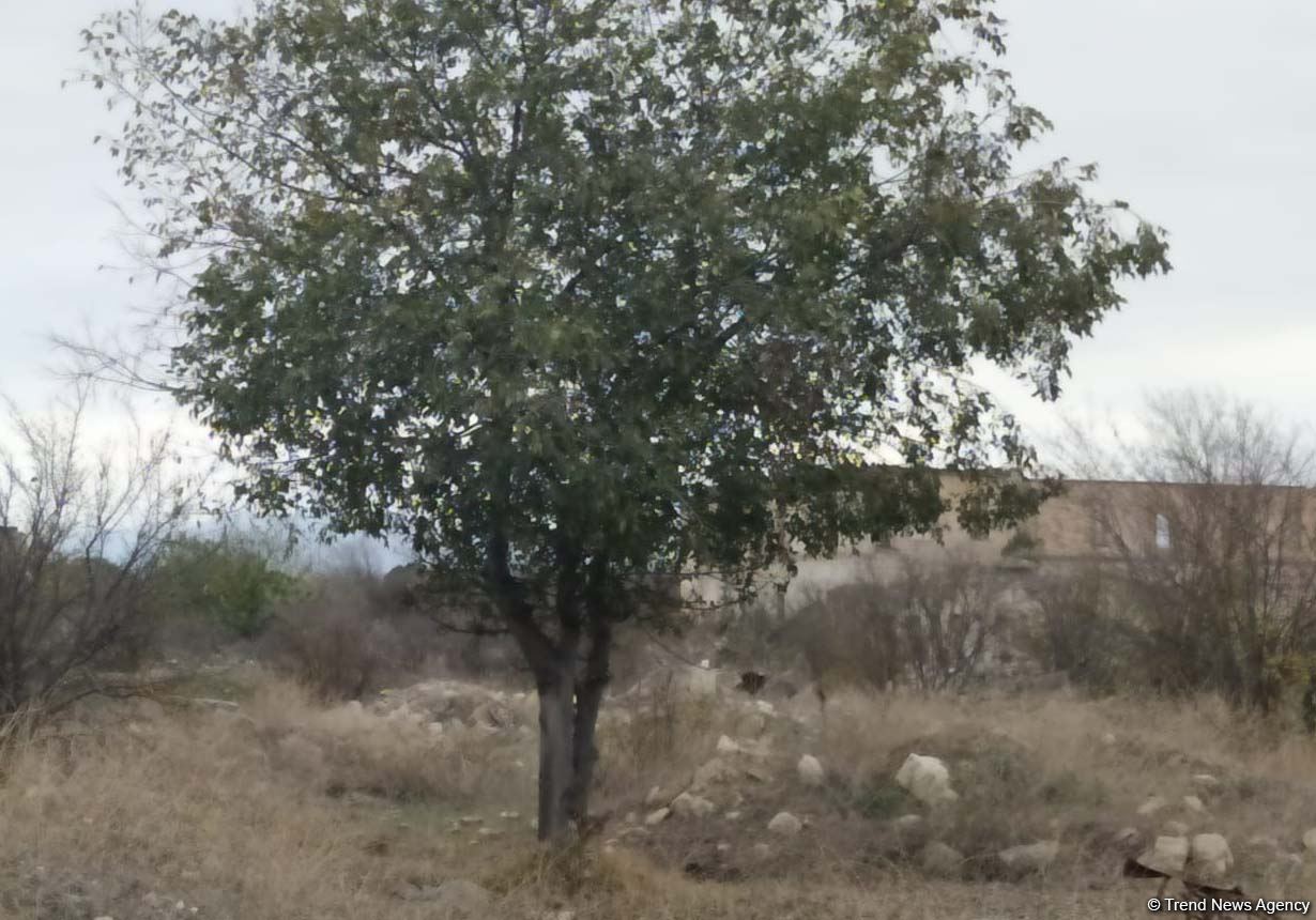 Azerbaijan issues photos from liberated Aghdam city