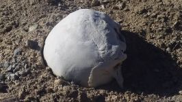 Diplomats accredited in Azerbaijan view cemetery destroyed by Armenians in Jabrayil - Trend TV (PHOTO/VIDEO)