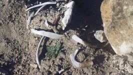 Diplomats accredited in Azerbaijan view cemetery destroyed by Armenians in Jabrayil - Trend TV (PHOTO/VIDEO)