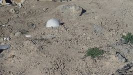 Diplomats accredited in Azerbaijan view cemetery destroyed by Armenians in Jabrayil - Trend TV (PHOTO/VIDEO)