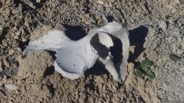 Diplomats accredited in Azerbaijan view cemetery destroyed by Armenians in Jabrayil - Trend TV (PHOTO/VIDEO)