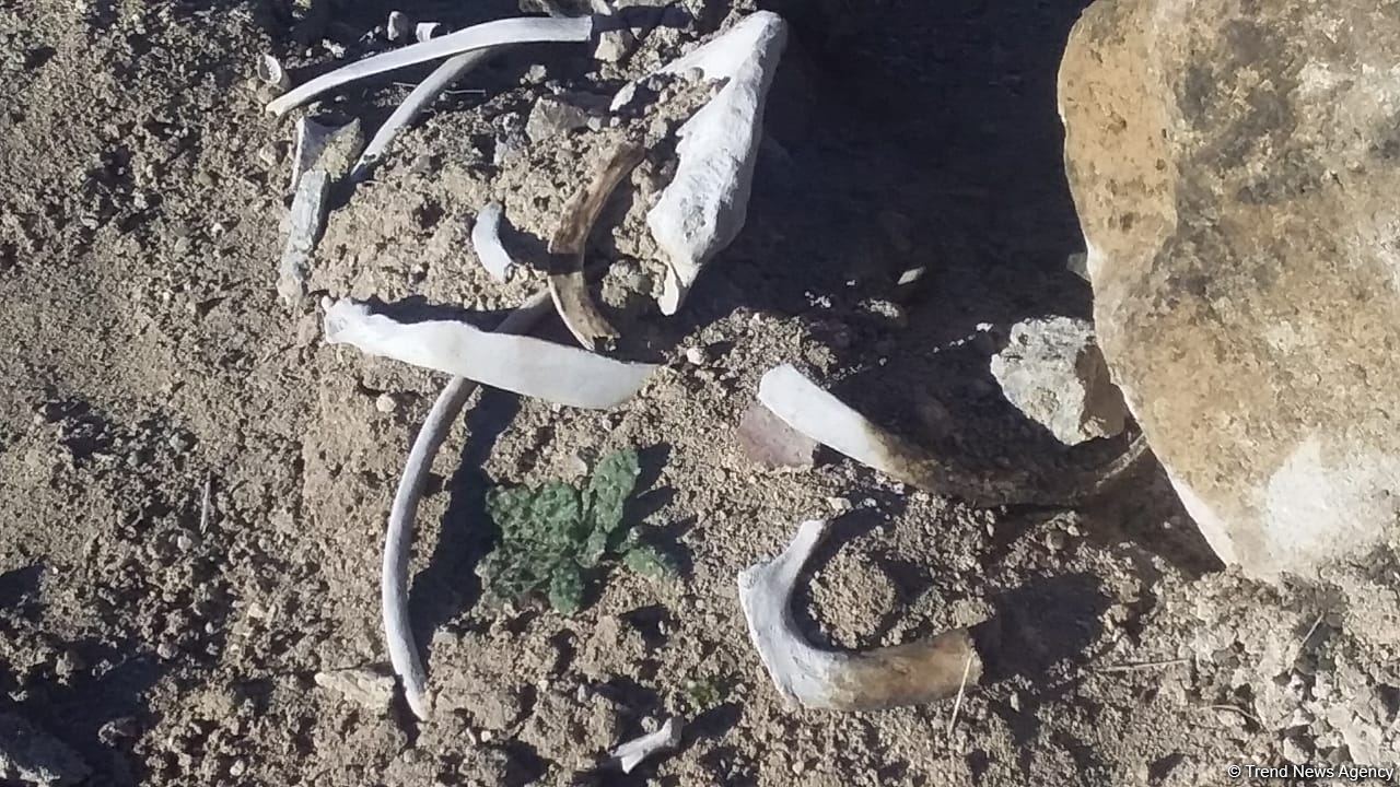 Diplomats accredited in Azerbaijan view cemetery destroyed by Armenians in Jabrayil - Trend TV (PHOTO/VIDEO)