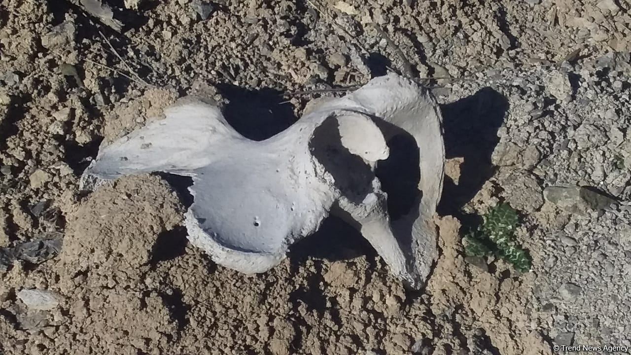 Diplomats accredited in Azerbaijan view cemetery destroyed by Armenians in Jabrayil - Trend TV (PHOTO/VIDEO)