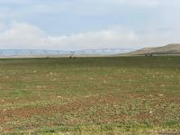 Sowing of grain begins in Azerbaijan’s Jabrayil - Trend TV