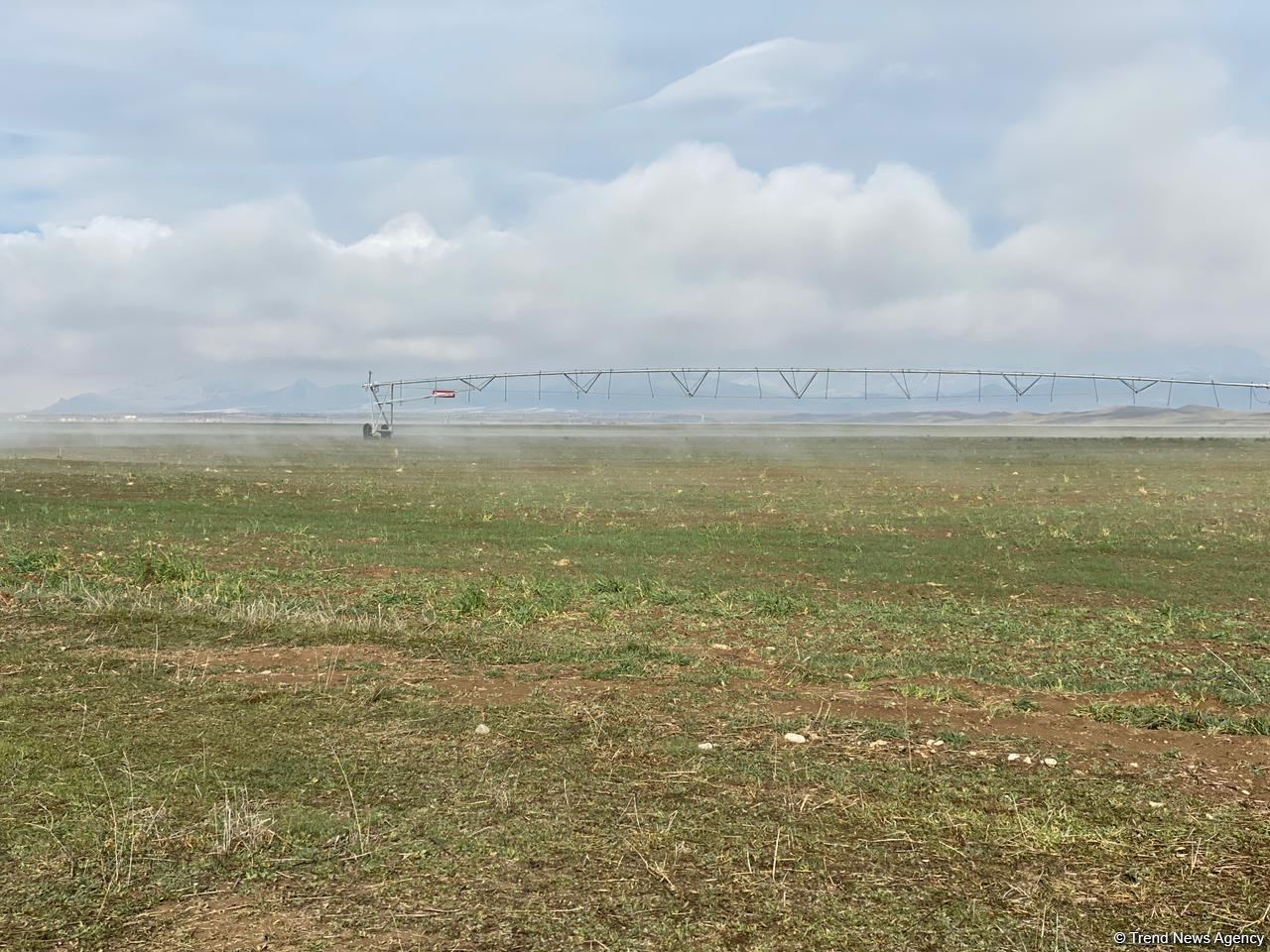 Sowing of grain begins in Azerbaijan’s Jabrayil - Trend TV