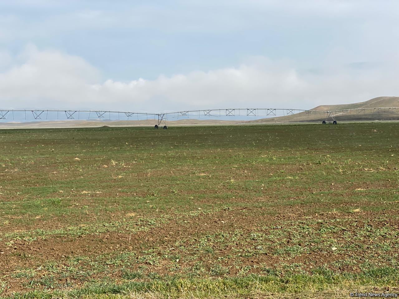 Sowing of grain begins in Azerbaijan’s Jabrayil - Trend TV