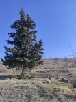 Footage from Saralli Khashtab village of Azerbaijani Zangilan district, subjected to Armenian vandalism (PHOTO)