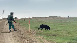 Azerbaijani agency talks demined section of Fuzuli-Shusha road (PHOTO)