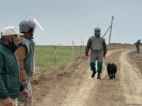 Azerbaijani agency talks demined section of Fuzuli-Shusha road (PHOTO)