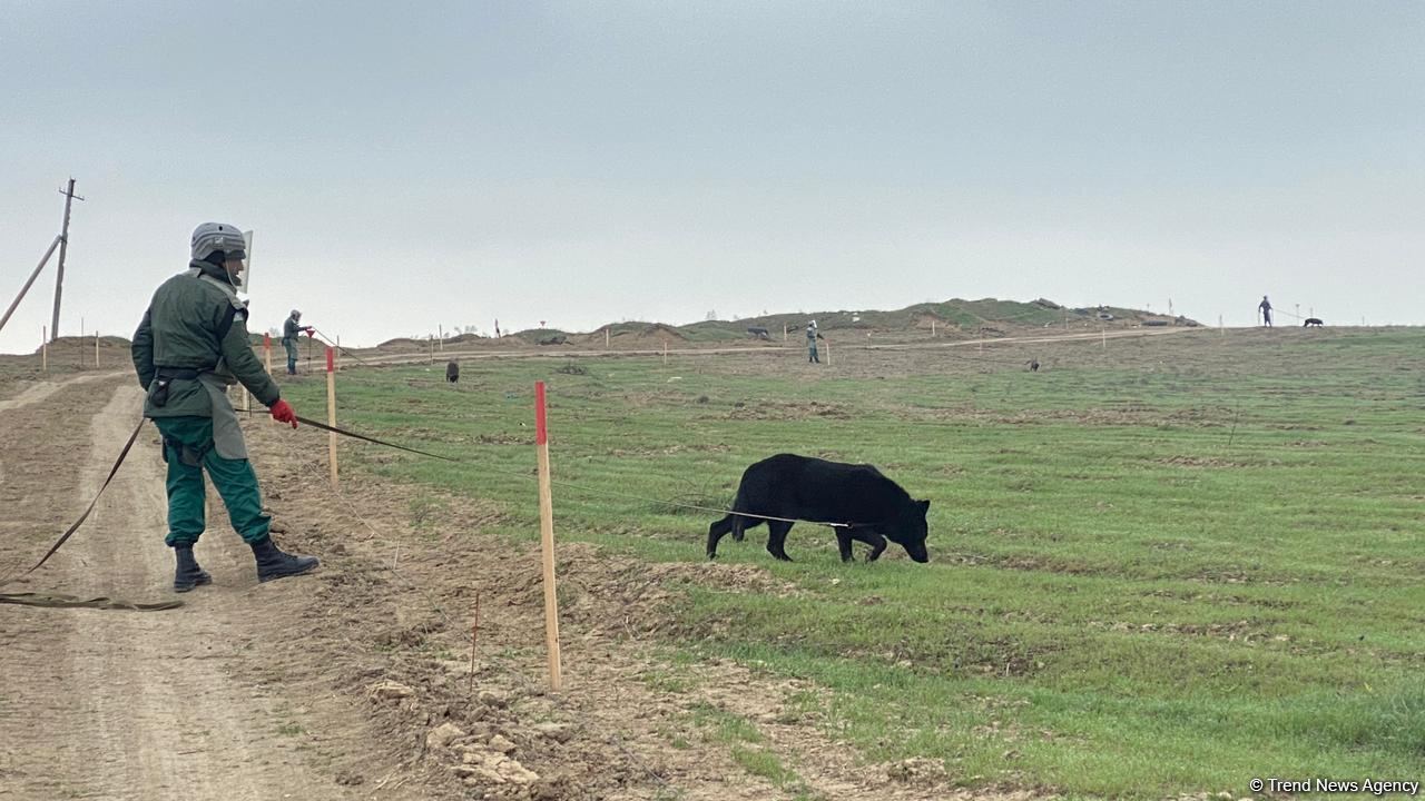 Azerbaijani agency talks demined section of Fuzuli-Shusha road (PHOTO)