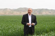 President Ilham Aliyev attends presentation of agropark owned by Agro Dairy LLC in Hajigabul (PHOTO)