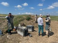 Mine clearance work on Fuzuli-Ahmadbayli highway continues in Azerbaijan (PHOTO)