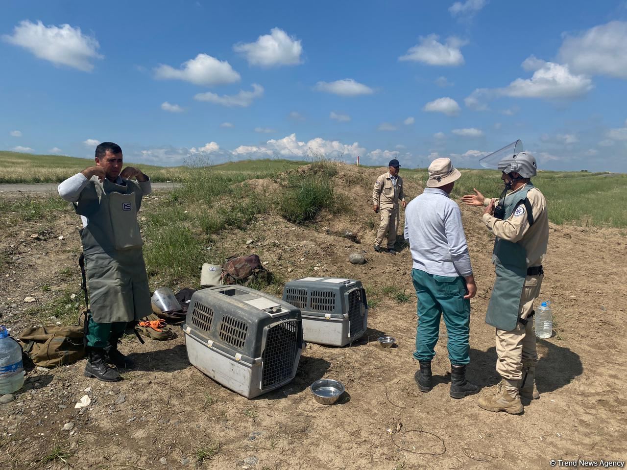 Mine clearance work on Fuzuli-Ahmadbayli highway continues in Azerbaijan (PHOTO)