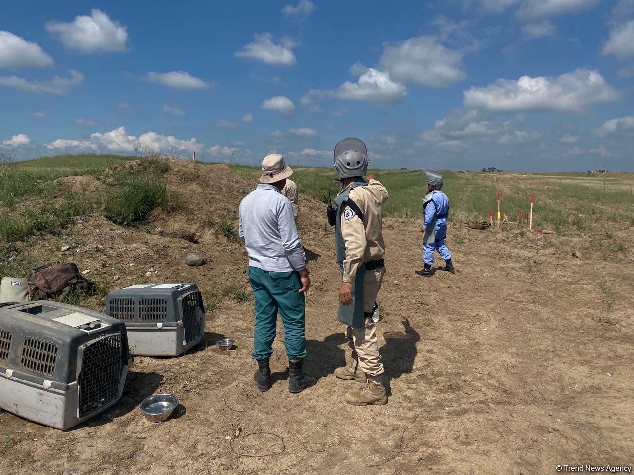 Mine clearance work on Fuzuli-Ahmadbayli highway continues in Azerbaijan (PHOTO)