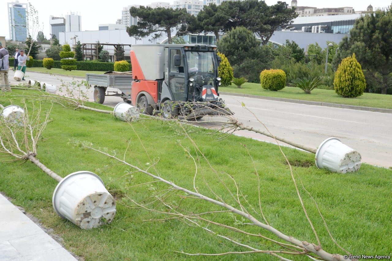 Tree planting held in Baku on eve of World Aerobic Gymnastics Championship (PHOTO)