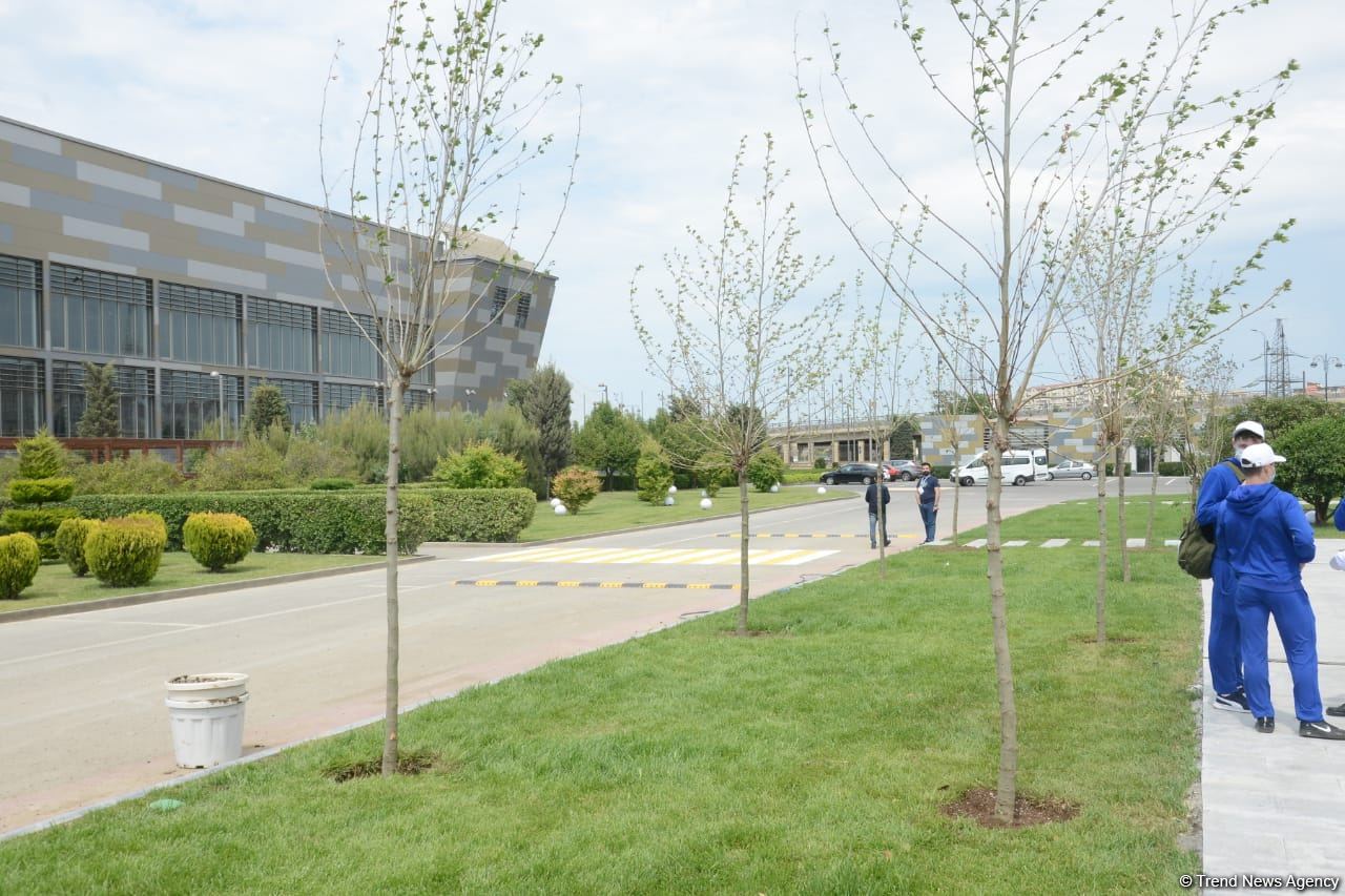 Tree planting held in Baku on eve of World Aerobic Gymnastics Championship (PHOTO)