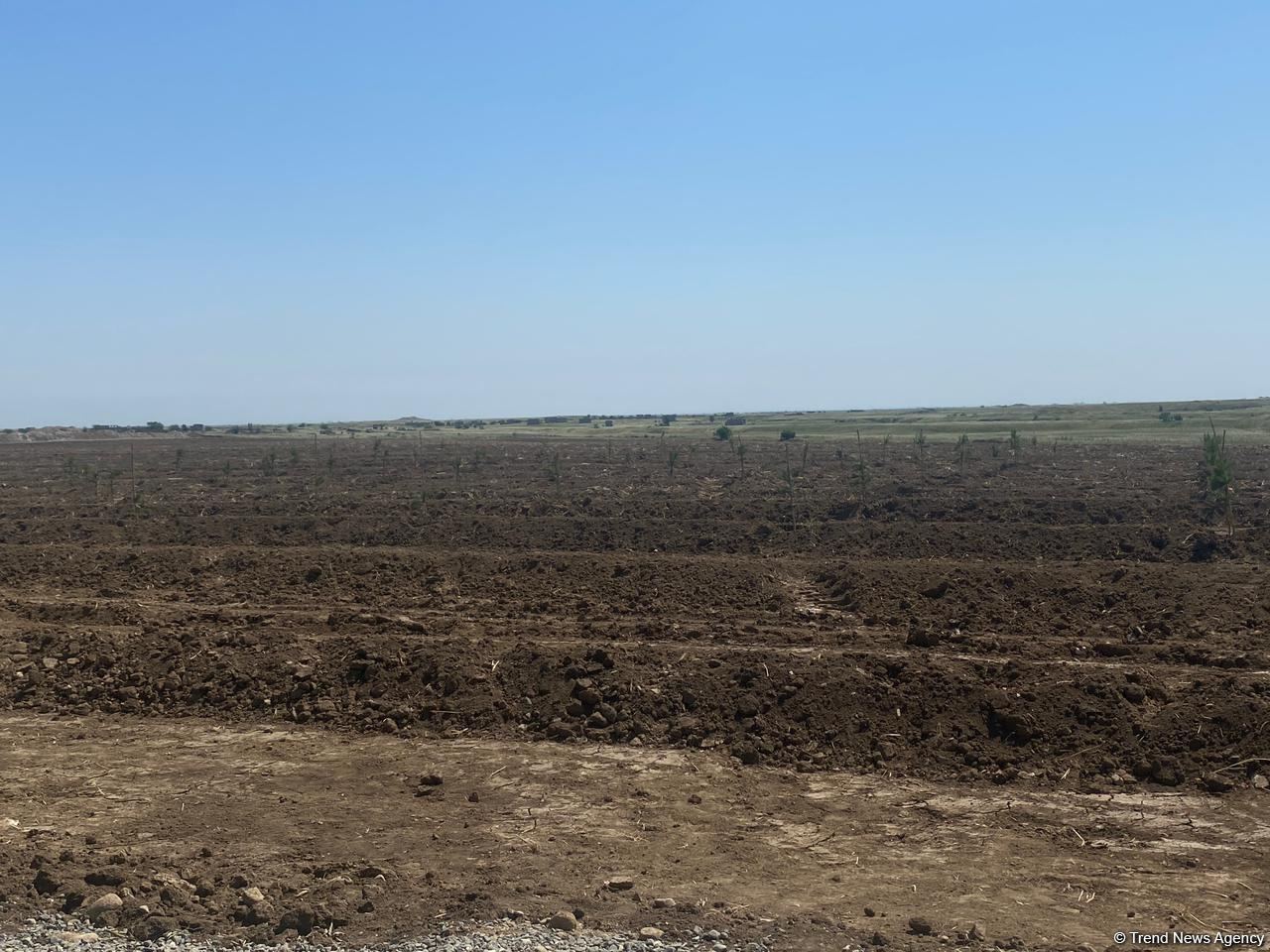 Latest footage of construction work in liberated Aghdam - Trend TV