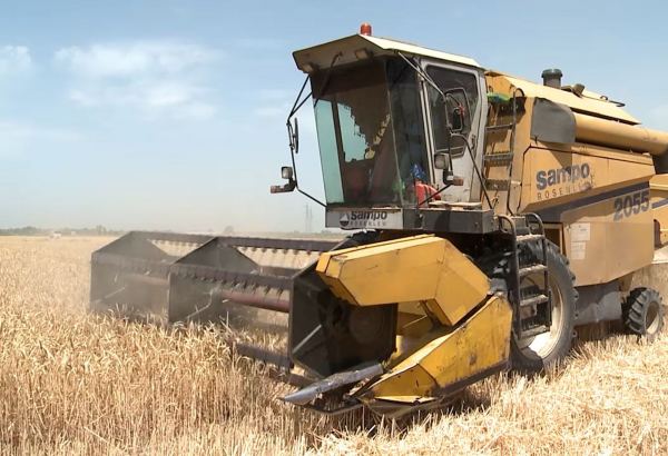 Grain harvesting continues in Azerbaijan’s Barda district (PHOTO)