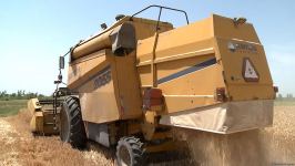 Grain harvesting continues in Azerbaijan’s Barda district (PHOTO)