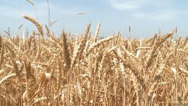 Grain harvesting continues in Azerbaijan’s Barda district (PHOTO)