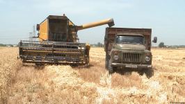 Grain harvesting continues in Azerbaijan’s Barda district (PHOTO)
