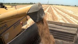 Grain harvesting continues in Azerbaijan’s Barda district (PHOTO)