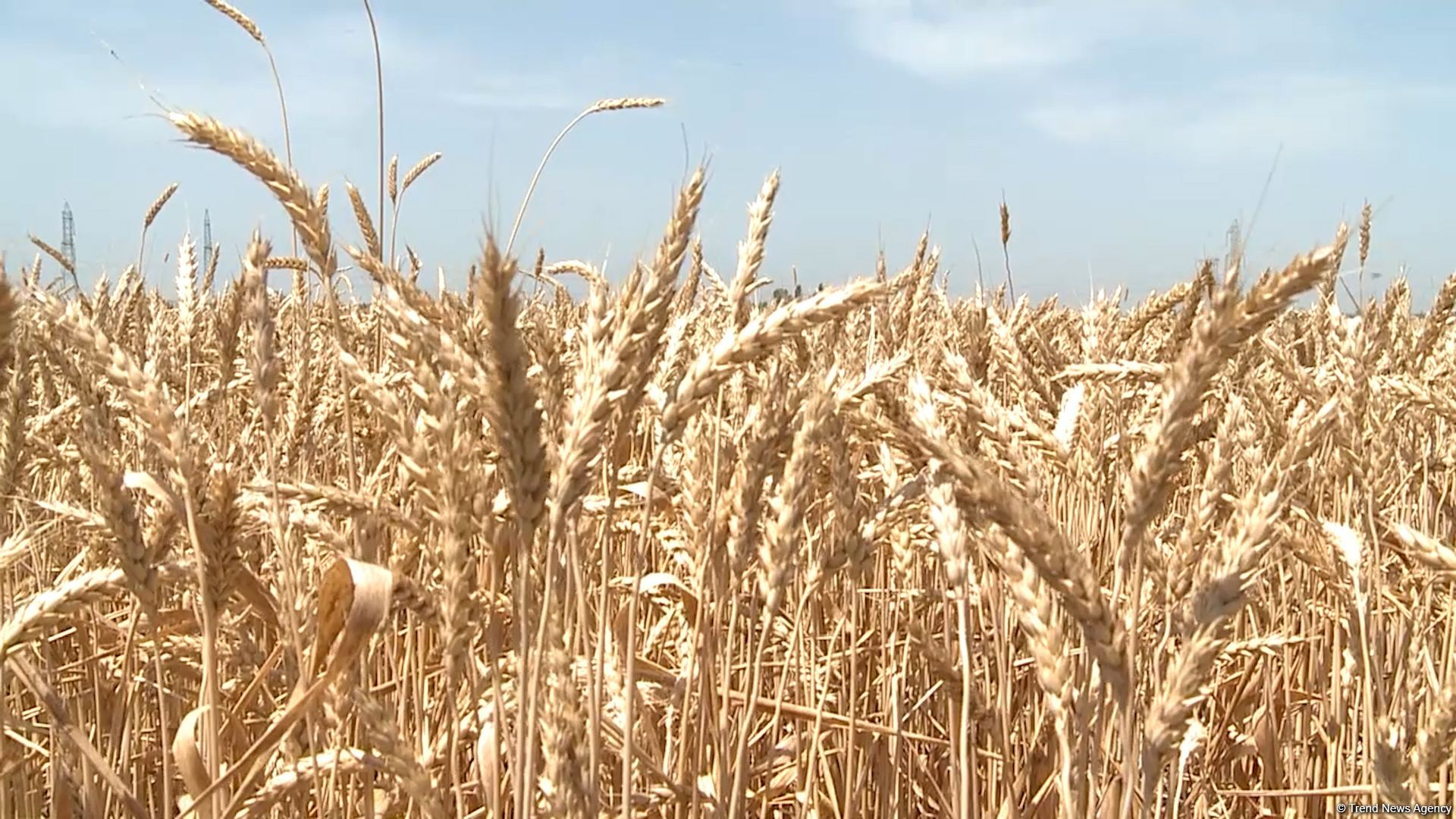Grain harvesting continues in Azerbaijan’s Barda district (PHOTO)