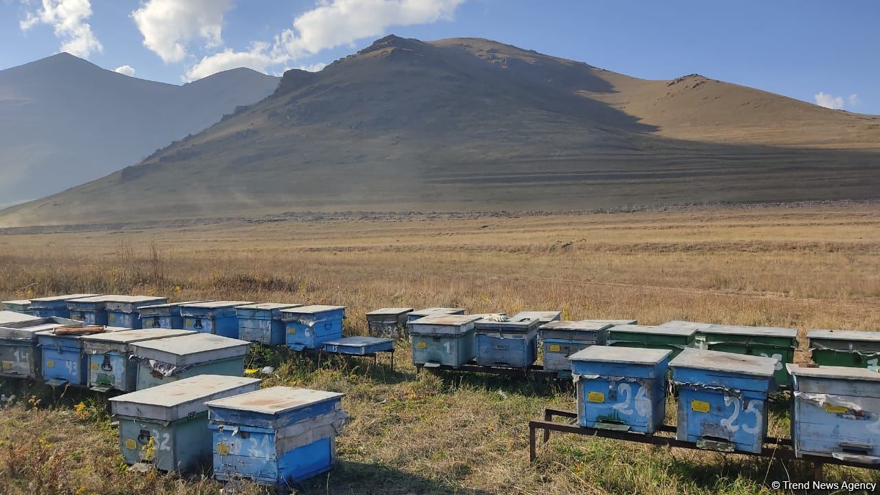 Azerbaijan continues relocating sheep, bee farms to liberated lands