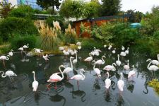 President Ilham Aliyev and First Lady Mehriban Aliyeva attend inauguration of Baku Zoological Park after reconstruction (PHOTO)