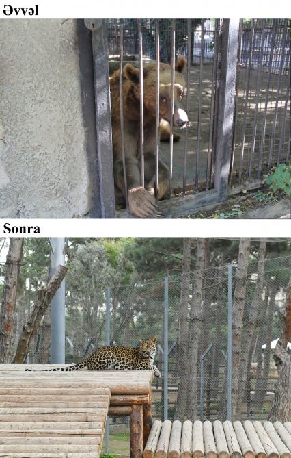 President Ilham Aliyev and First Lady Mehriban Aliyeva attend inauguration of Baku Zoological Park after reconstruction (PHOTO)