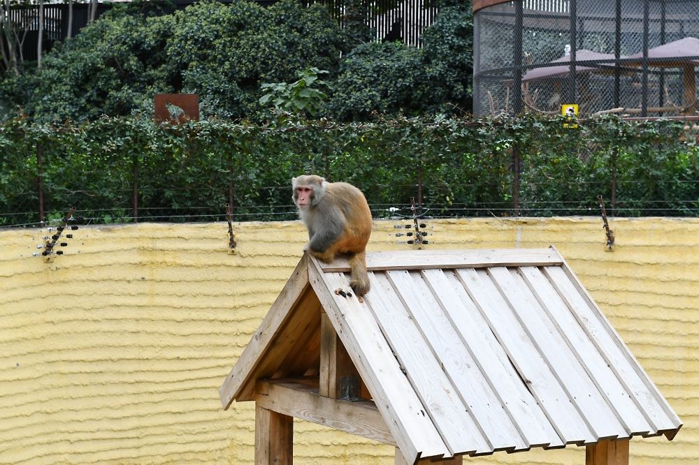 President Ilham Aliyev and First Lady Mehriban Aliyeva attend inauguration of Baku Zoological Park after reconstruction (PHOTO)