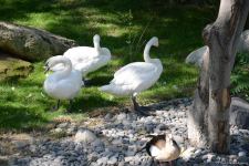 Children of martyrs and from orphanages become first visitors of Baku Zoo (PHOTO)