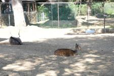 Children of martyrs and from orphanages become first visitors of Baku Zoo (PHOTO)