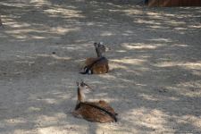 Children of martyrs and from orphanages become first visitors of Baku Zoo (PHOTO)