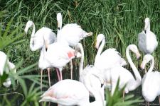 Children of martyrs and from orphanages become first visitors of Baku Zoo (PHOTO)