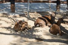 Children of martyrs and from orphanages become first visitors of Baku Zoo (PHOTO)