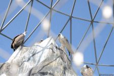 Children of martyrs and from orphanages become first visitors of Baku Zoo (PHOTO)