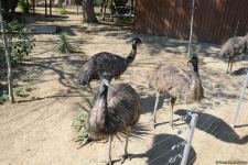 Children of martyrs and from orphanages become first visitors of Baku Zoo (PHOTO)