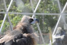 Children of martyrs and from orphanages become first visitors of Baku Zoo (PHOTO)