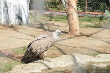 Children of martyrs and from orphanages become first visitors of Baku Zoo (PHOTO)