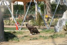 Children of martyrs and from orphanages become first visitors of Baku Zoo (PHOTO)