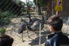 Children of martyrs and from orphanages become first visitors of Baku Zoo (PHOTO)