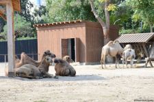 Children of martyrs and from orphanages become first visitors of Baku Zoo (PHOTO)