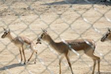 Children of martyrs and from orphanages become first visitors of Baku Zoo (PHOTO)