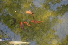 Children of martyrs and from orphanages become first visitors of Baku Zoo (PHOTO)