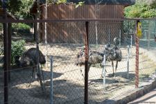 Children of martyrs and from orphanages become first visitors of Baku Zoo (PHOTO)