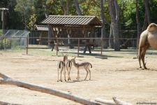 Children of martyrs and from orphanages become first visitors of Baku Zoo (PHOTO)